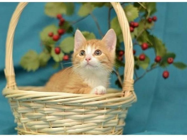 В Смоленске пройдет традиционная выставка домашних животных «Возьми друга домой»