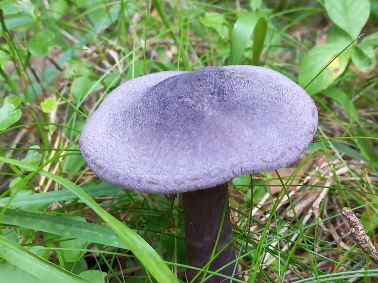 Сбор некоторых видов грибов может привести к тюремному сроку