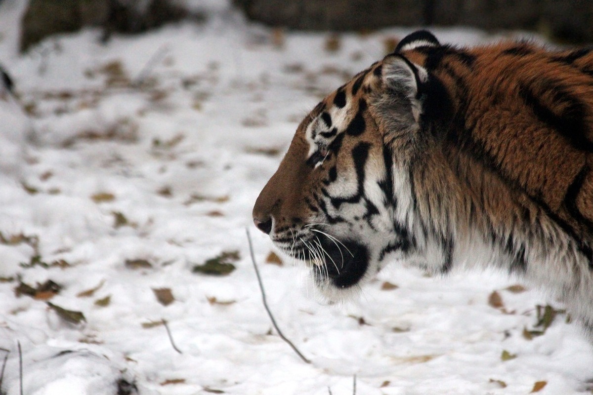 Putin thanked scientists helping the Amur tiger