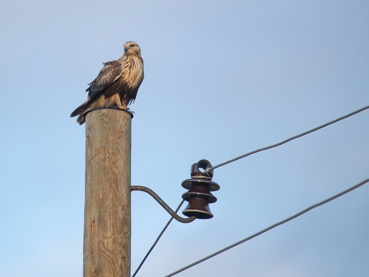 Черный коршун обслуживал электросети в Карелии