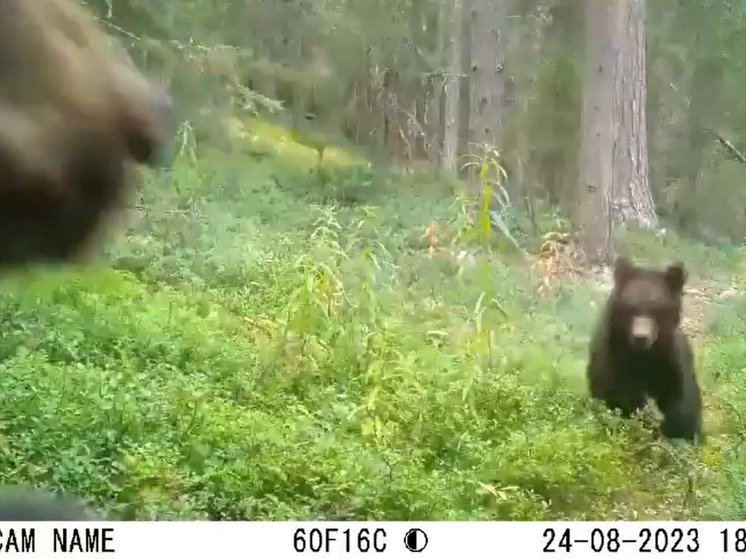 Медвежонок понюхал видеоловушку в Карелии