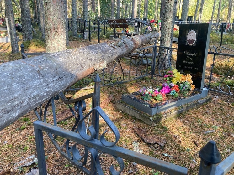 Сухое дело рухнуло на могилы в Сегеже