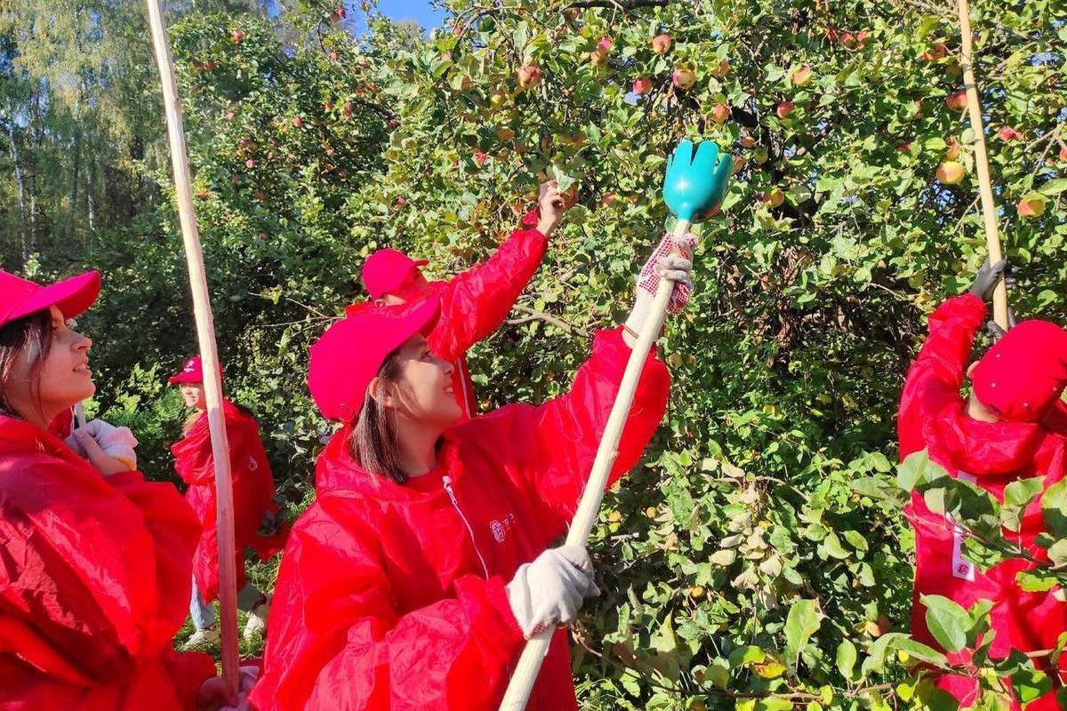 Волонтеры собрали яблоки для детей из детского дома