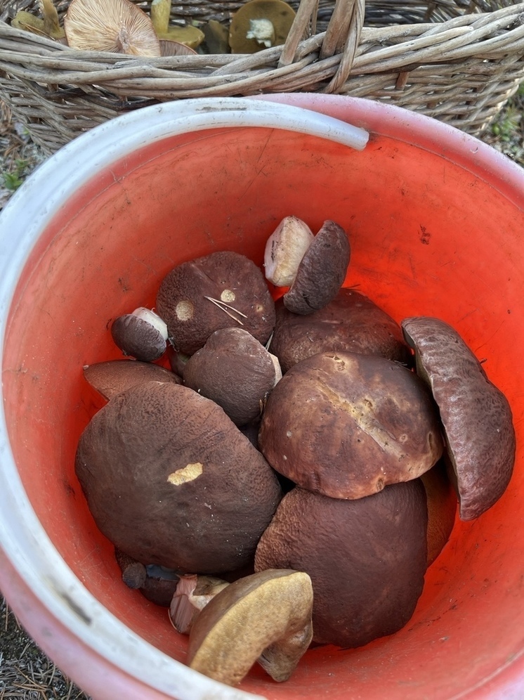 Омбудсмен Карелии набрала грибов