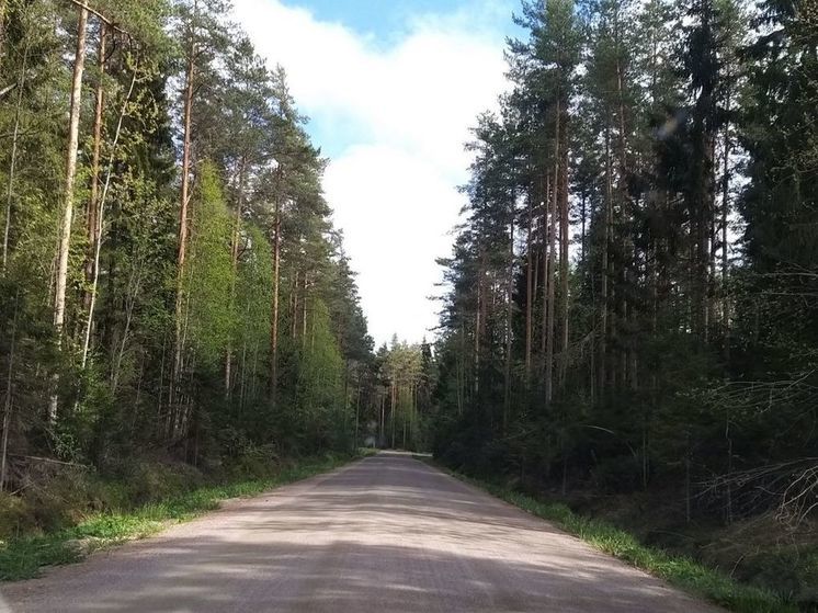 Более 136 тысяч саженцев высадили в Ленобласти на акции «Сохраним лес»