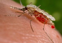 В Томске проводят исследование путей распространения и способов борьбы с опасными кровососущими насекомыми