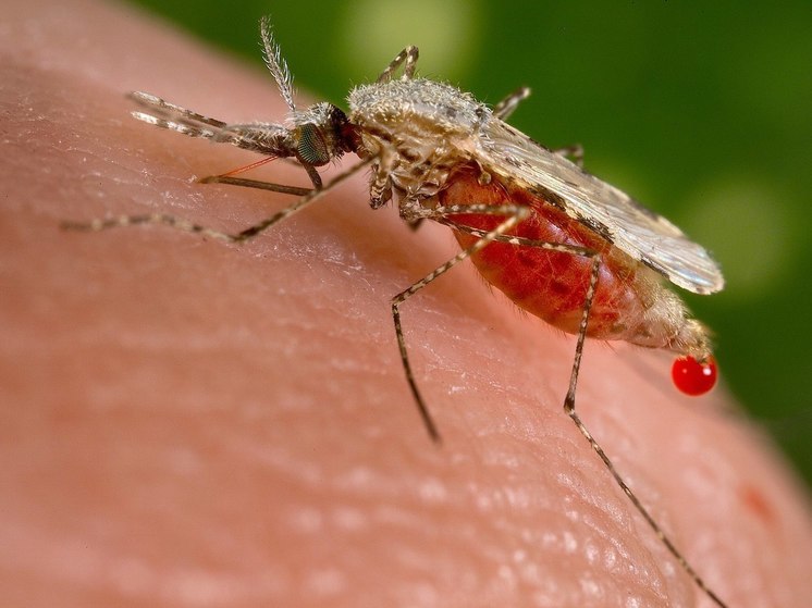 В Томске проводят исследование путей распространения и способов борьбы с опасными кровососущими насекомыми