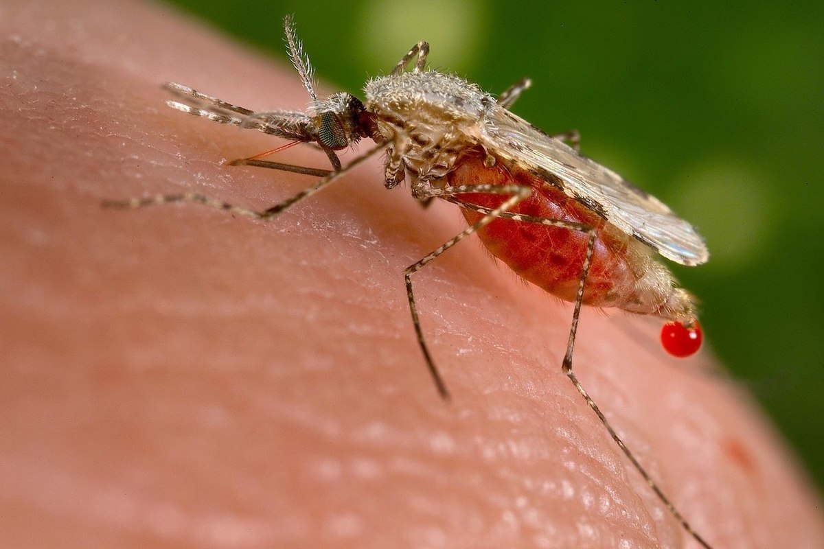 Geneticists urge not to kill, but to treat malaria mosquitoes