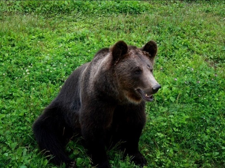 В Вологодском округе у деревни Ермолово жители заметили медведя
