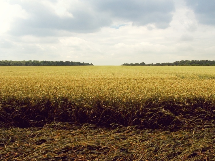Лавров: ЕК может купить избыточное украинское зерно и отправить в Африку