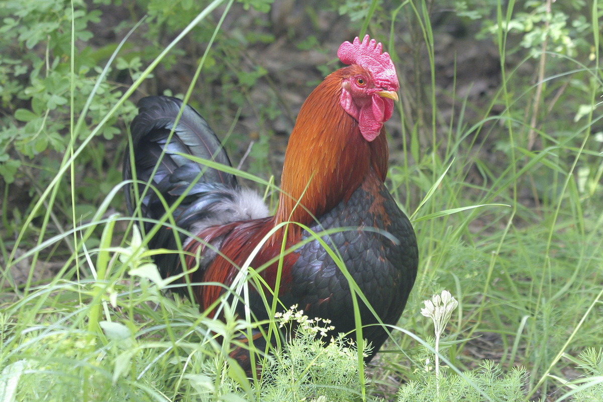 A chicken language translator has been created in Japan - Russia's News