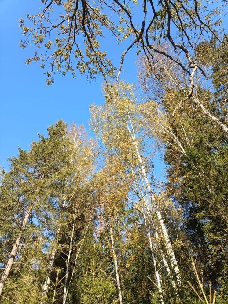 В Подмосковье с 25 сентября ожидается похолодание