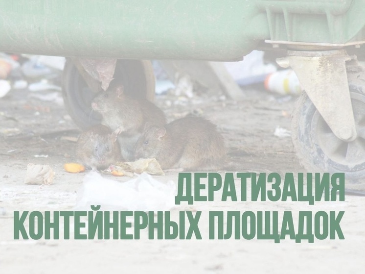 Крысы бегут с отравленных помоек на «безопасные» в одном из городов Карелии