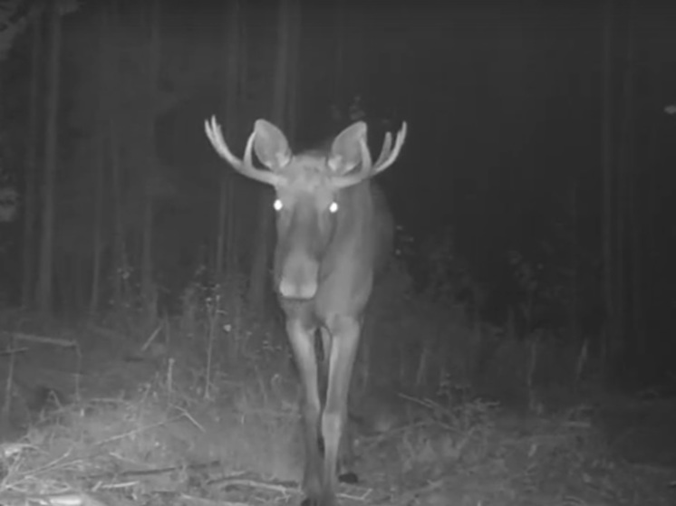 Большой лось с маленькими рогами попал в фотоловушку в Карелии