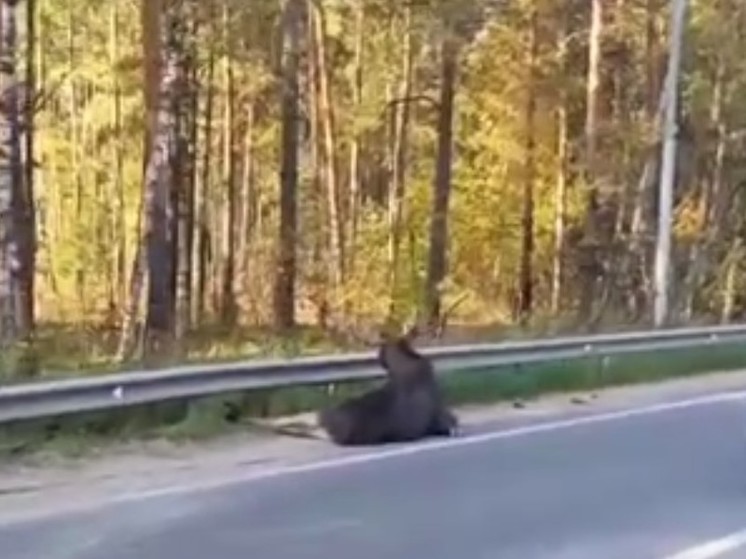 На Егорьевском шоссе Подмосковья сбили лося