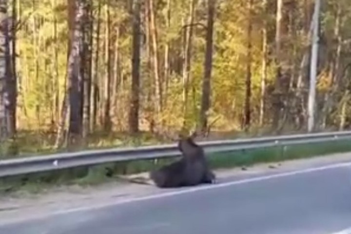 На Егорьевском шоссе Подмосковья сбили лося