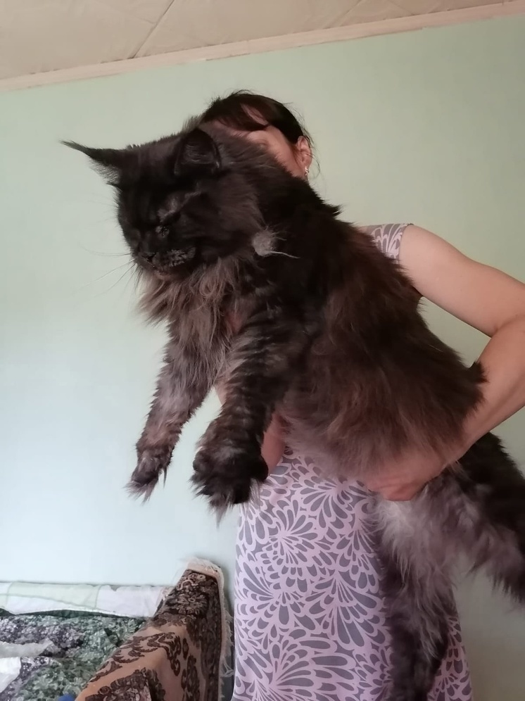 В Тверской области нашли большую кошку Грацию