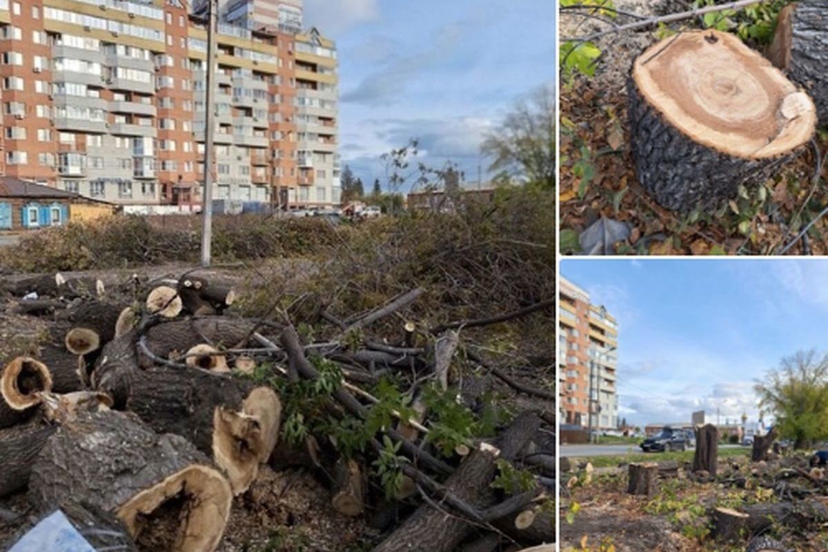 Омичи пожаловались на вырубку деревьев на улице Куйбышева