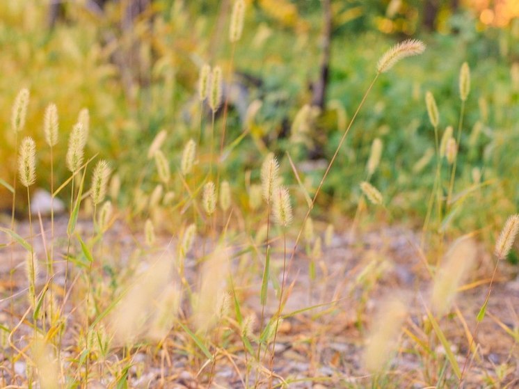 Озвучен прогноз погоды в Хабаровске на 25 сентября