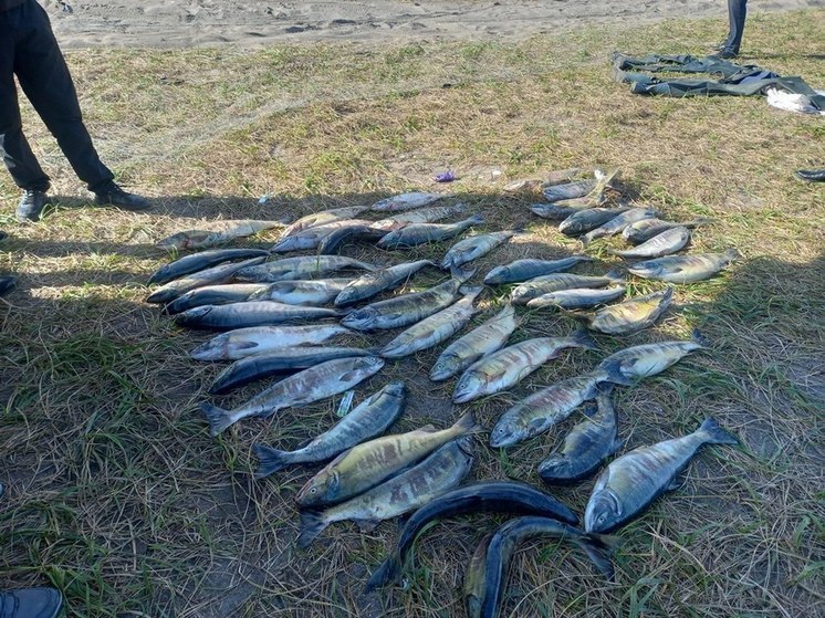 Браконьер на Сахалине незаконно наловил более 40 хвостов кеты