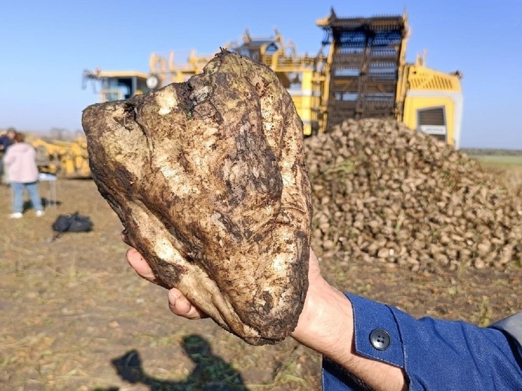 Руководитель белгородского Минсельхоза показал фото огромной свеклы