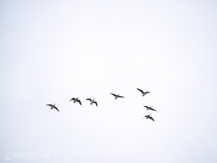 Нацпарк Карелии приглашает всех желающих  перелетных птиц посчитать