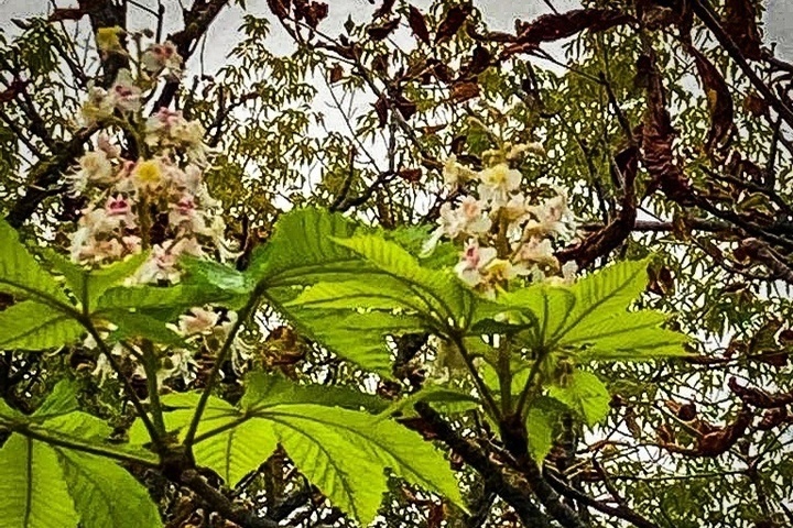 Каштаны вновь зацвели в Брянске