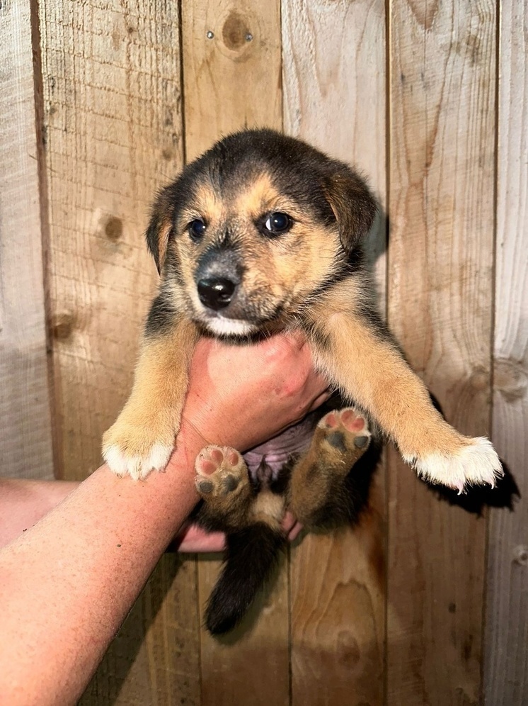 В Оленино ищут новых хозяев для маленьких щенков