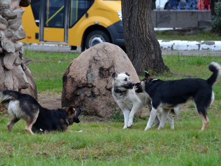 Бездомных собак предложили вывозить из Читы в районы и другие регионы России