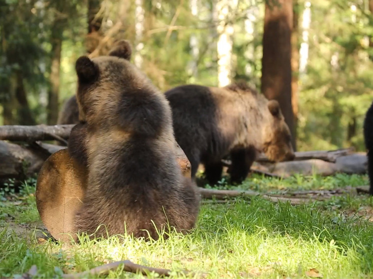 Медвежата-сироты, росшие в Тверской области, окрепли и готовы вернуться в дикую природу