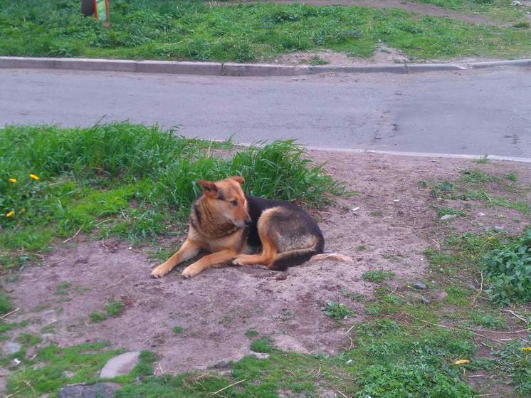 Жители финской Карелии огораживают дома из-за российских бродячих собак