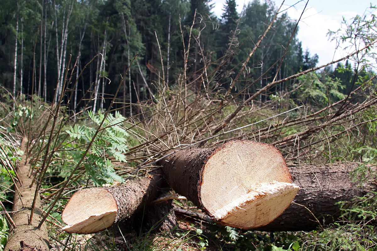 The Ministry of Emergency Situations proposed cutting down forests around populated areas