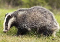 Решено приостановить добычу ради восстановления популяции
