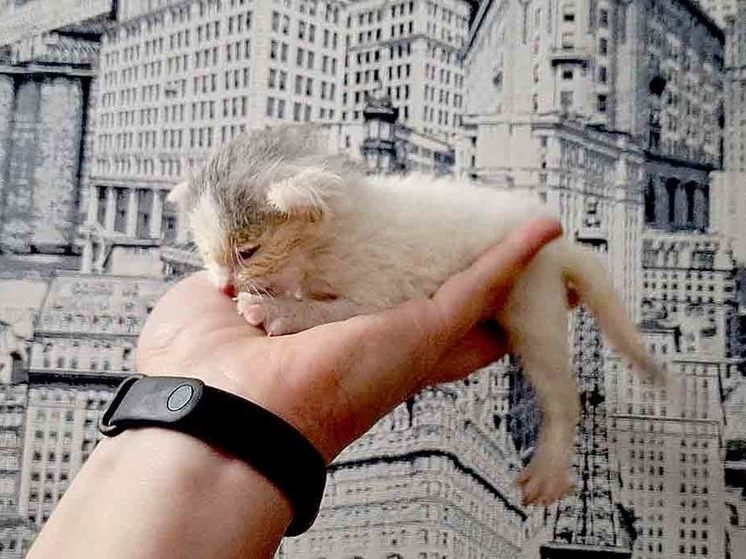 В Новомичуринске из электрощитка спасли 2-недельного котёнка