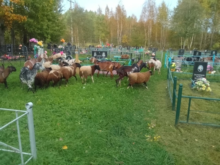 Козы пасутся на кладбище под Петрозаводском