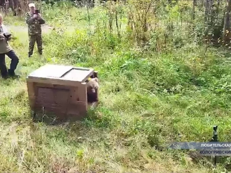 Костромская экология: в Кологривском лесу стало одним медведем больше