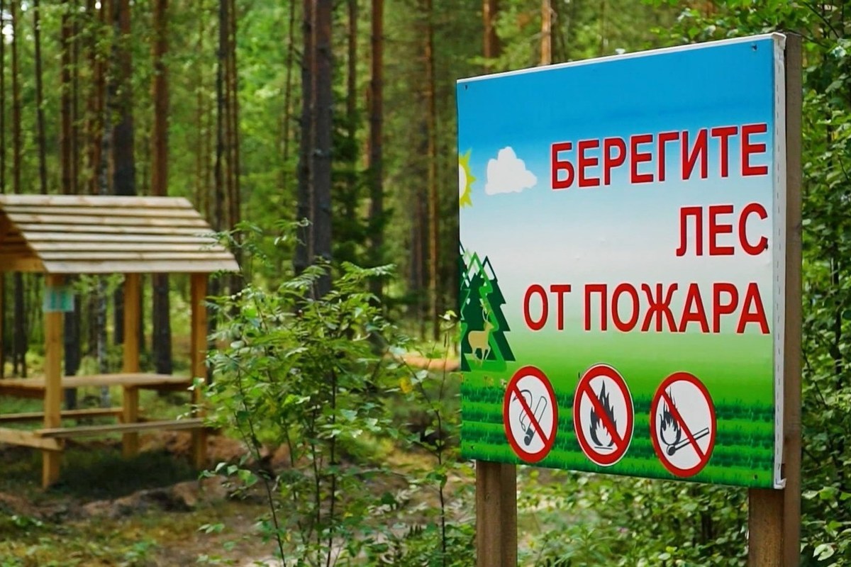 Костромская оперативность: лесной пожар в Поназыревском районе ликвидировали