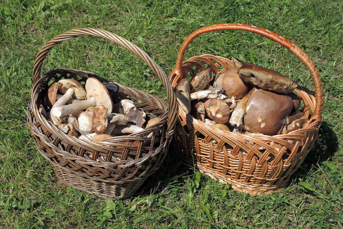 Procurement businessmen called for mushroom and berry pickers to be brought out of the shadows
