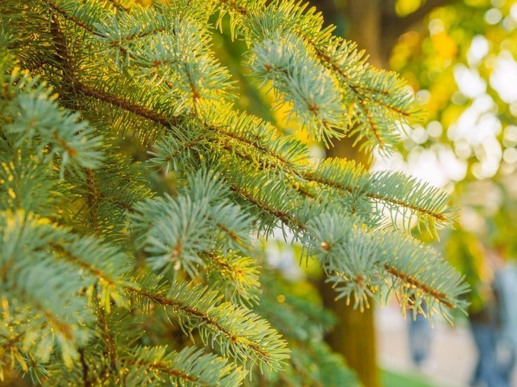 Озвучен прогноз погоды в Хабаровске на 26 сентября