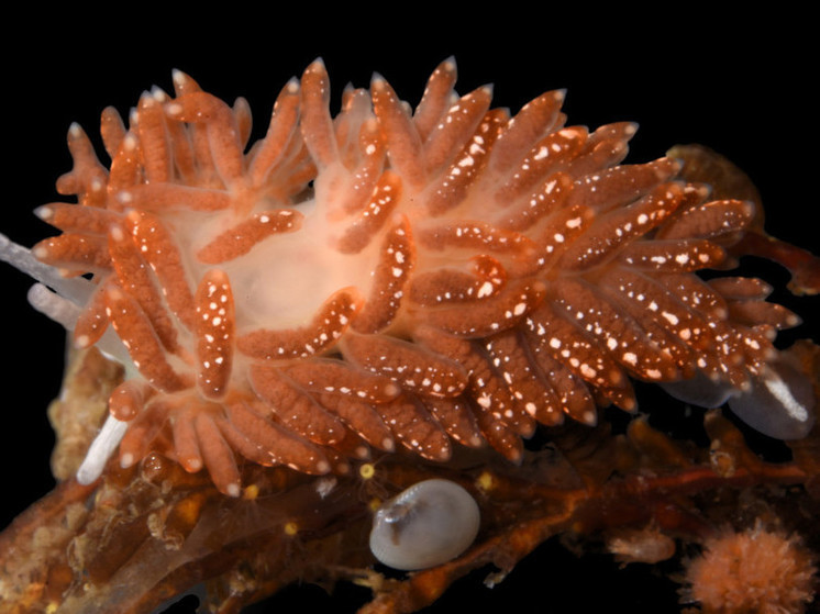 Необычный вид голожаберного моллюска обнаружили на Курилах