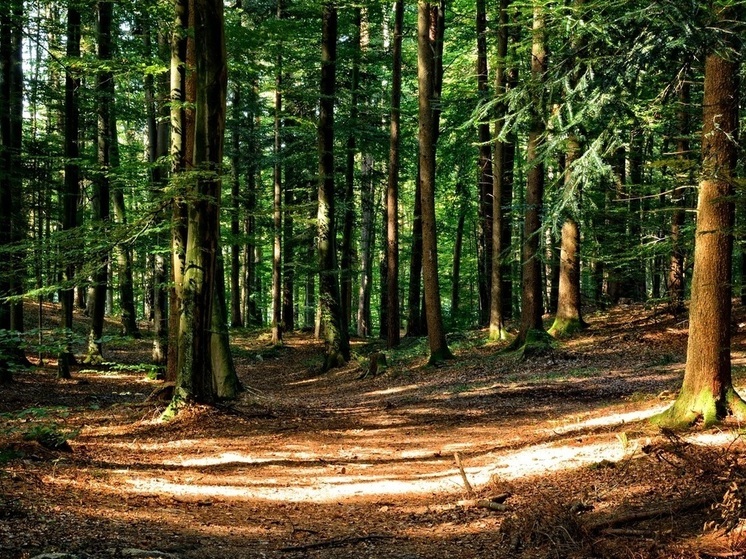 Нижегородские поселения планируют отодвигать от лесов по новому закону