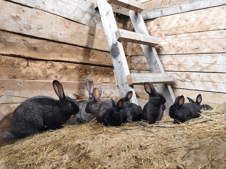 В семье кроликов пополнение: 15 пушистиков родились в агрофирме Красноселькупского района
