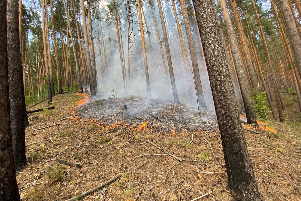 В Земетчинском районе Пензенской области ликвидировали лесной пожар