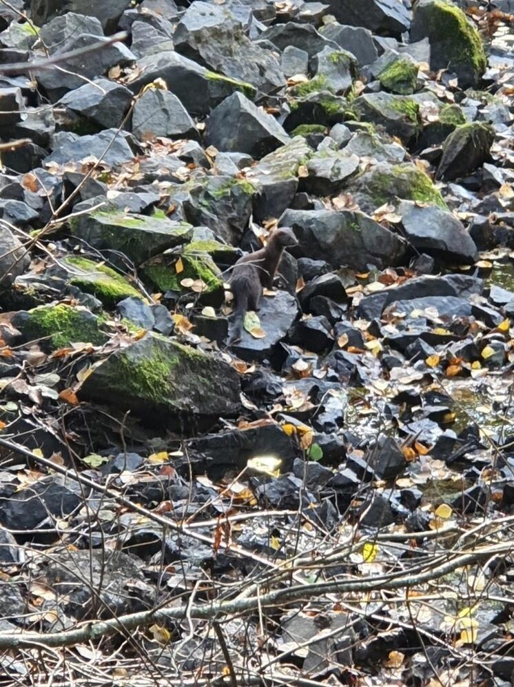 Американская норка поселилась в заповеднике Карелии