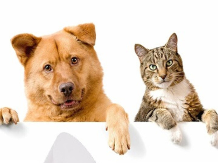 В Подмосковье вступил в силу закон о регистрации домашних животных
