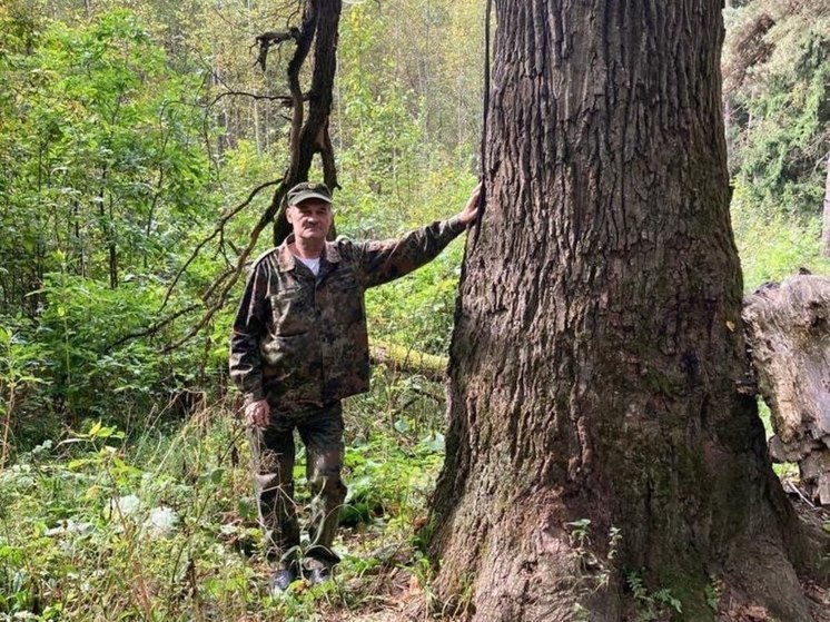 В Подмосковье нашли 300-летний дуб
