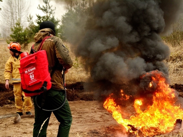 В Воронежской области за неделю случилось 118 ландшафтных пожара