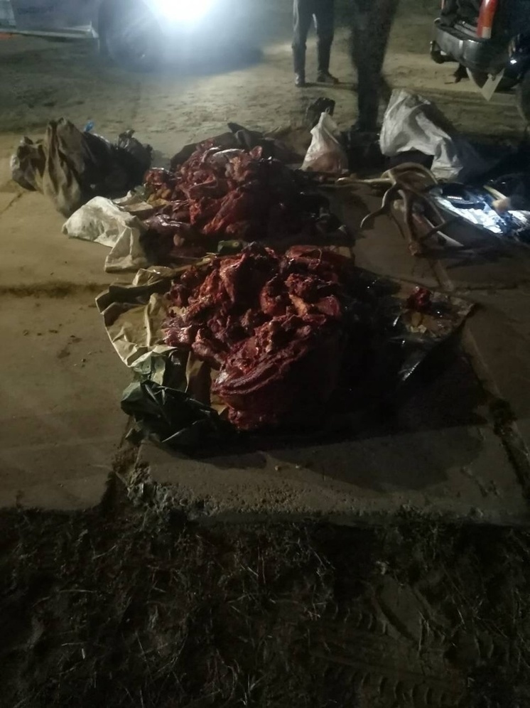 В Эрзинском районе Тувы задержан мужчина, незаконно добывший марала
