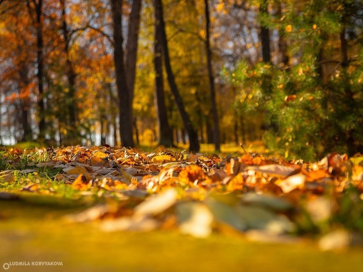 Сентябрь 2023 года станет самым теплым за 30 лет в Карелии