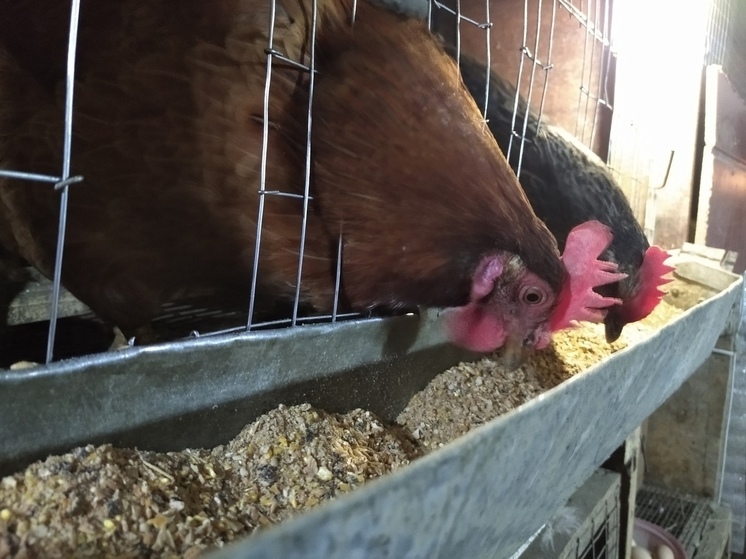 Пожарные спасли 75 тысяч кур в ЛНР